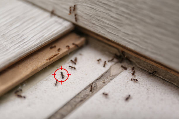 Spider Control Near Me in Sugarland Run, VA
